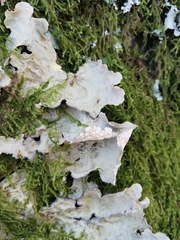 Lobarina scrobiculata