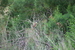 Pitangus sulphuratus