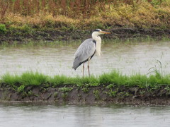 Ardea cinerea