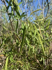 Salix caroliniana image