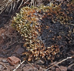 Pycnophyllum