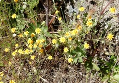 Pseudobahia heermannii