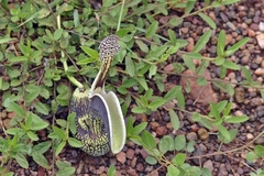 Aristolochia esperanzae