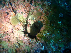 Phallusia fumigata