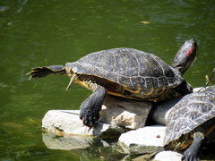 Trachemys scripta