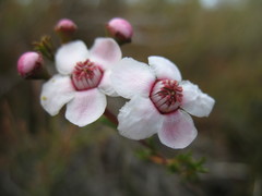 Chamelaucium micranthum