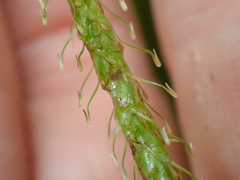 Carex hamata