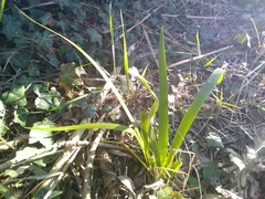 Iris foetidissima
