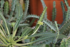 Dorstenia foetida