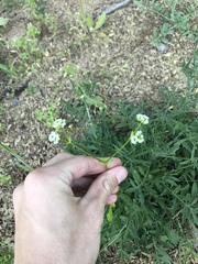 Valerianella radiata
