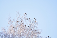 Turdus pilaris