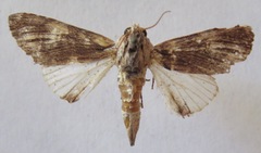 Dicentria moribunda