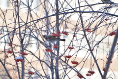 Turdus pilaris