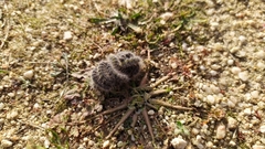 Thaumetopoea herculeana