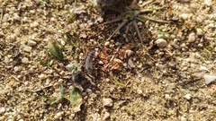 Thaumetopoea herculeana