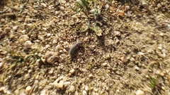 Thaumetopoea herculeana