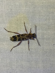 Xylotrechus subscutellatus