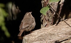 Crithagra tristriata