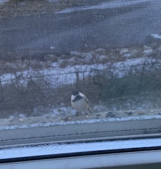 Poecile atricapillus