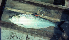 Alosa sapidissima
