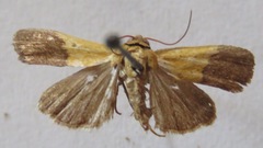 Ponometia semiflava