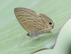 Nacaduba pactolus