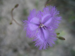 Thysanotus sabulosus