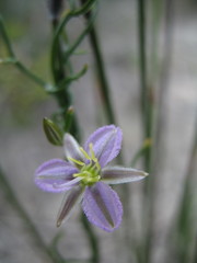 Thysanotus exfimbriatus