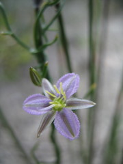 Thysanotus exfimbriatus