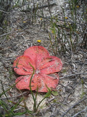 Drosera magna
