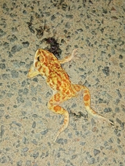 Duttaphrynus melanostictus