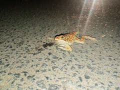 Duttaphrynus melanostictus
