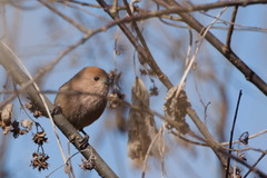 Sinosuthora webbiana