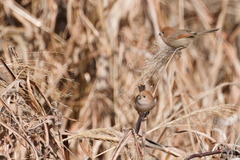 Sinosuthora webbiana