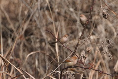 Sinosuthora webbiana