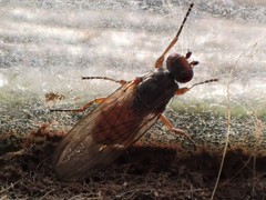 Heleomyza