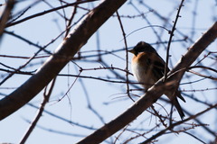 Fringilla montifringilla