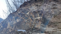 Cleistogenes caespitosa