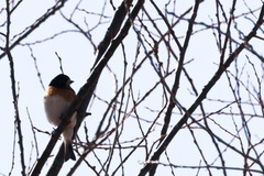 Fringilla montifringilla