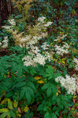 Filipendula ulmaria