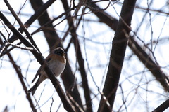 Fringilla montifringilla