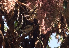 Dryoscopus gambensis