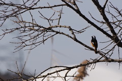 Phoenicurus auroreus