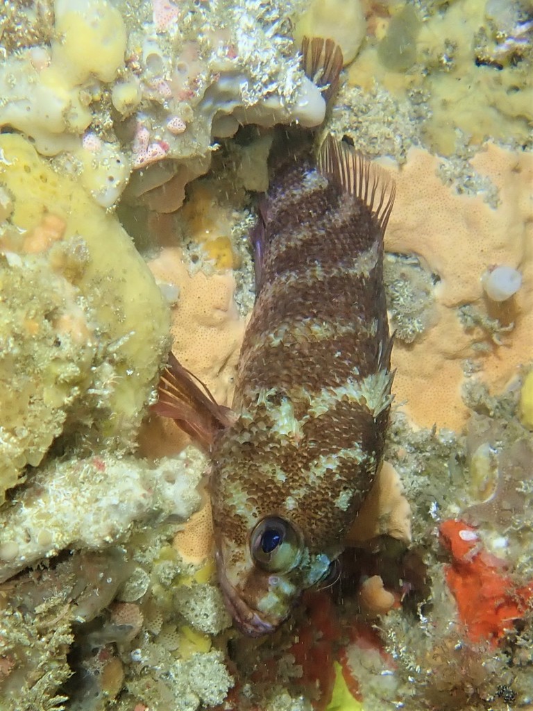 Spotty Seaperch