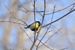 Parus major