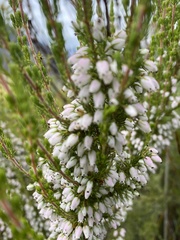 Erica placentiflora