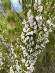 Erica placentiflora