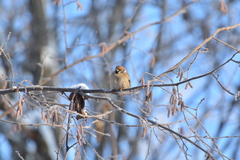 Passer montanus