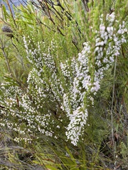 Erica placentiflora