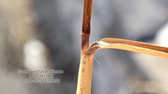 Cleistogenes caespitosa